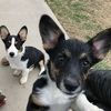 mustlovecorgis
